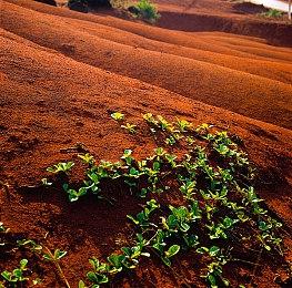 小高和刚新作《圣天教团》主角隐藏性别 本土化工作面临挑战